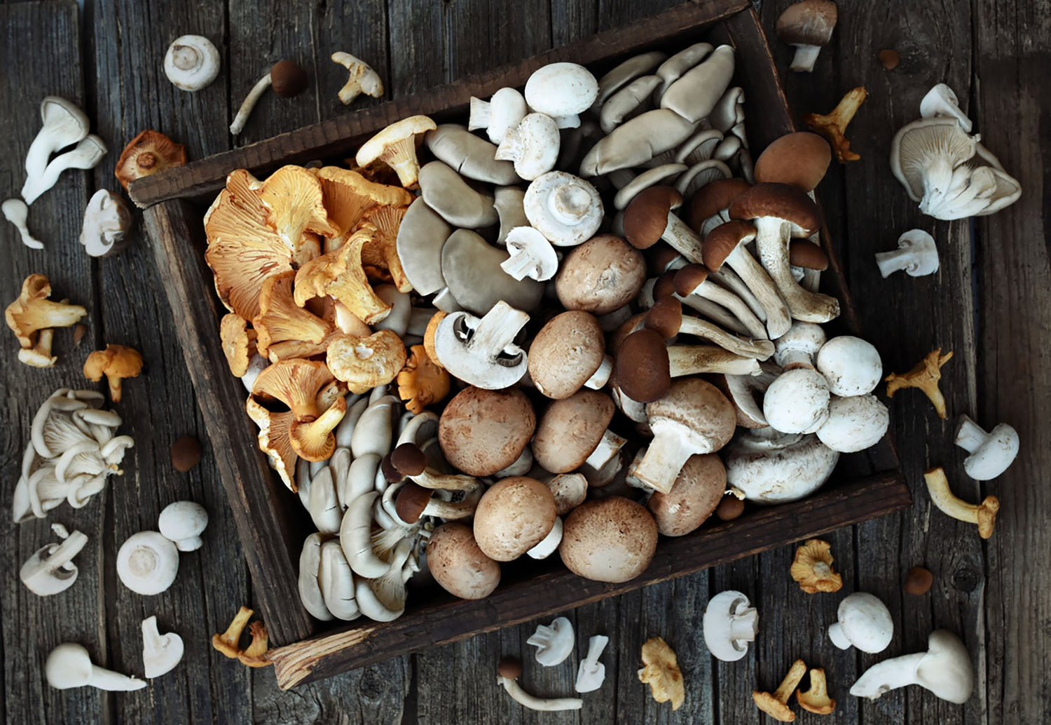 Mushroom extract is the 2024 trending skincare ingredient 